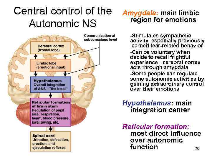 Central control of the Autonomic NS Amygdala: main limbic region for emotions -Stimulates sympathetic