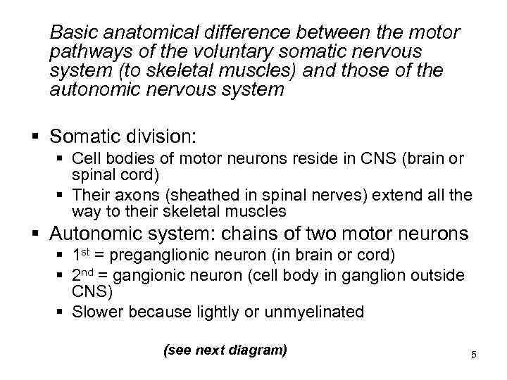 Basic anatomical difference between the motor pathways of the voluntary somatic nervous system (to