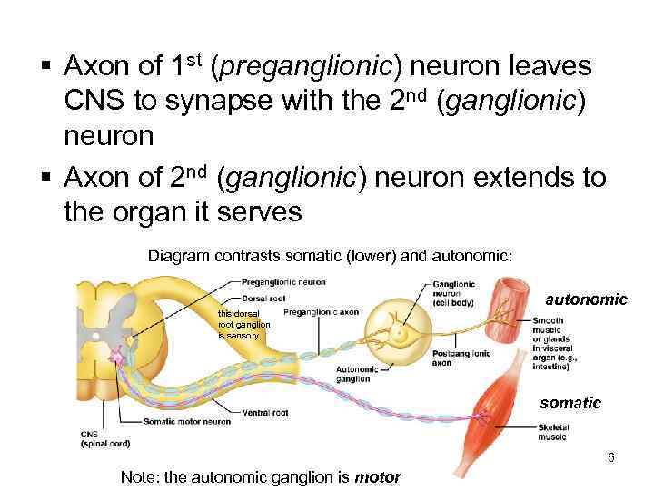 The Autonomic Nervous System The Autonomic Nervous