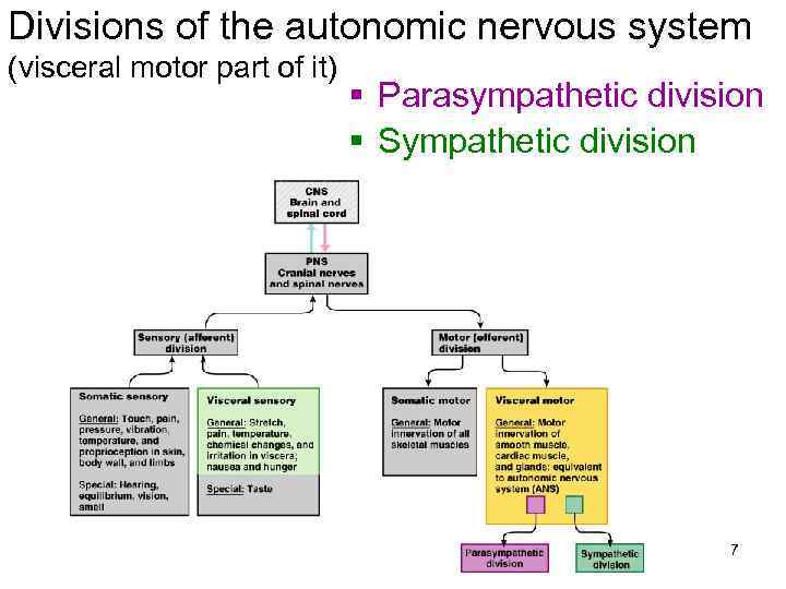 Divisions of the autonomic nervous system (visceral motor part of it) § Parasympathetic division