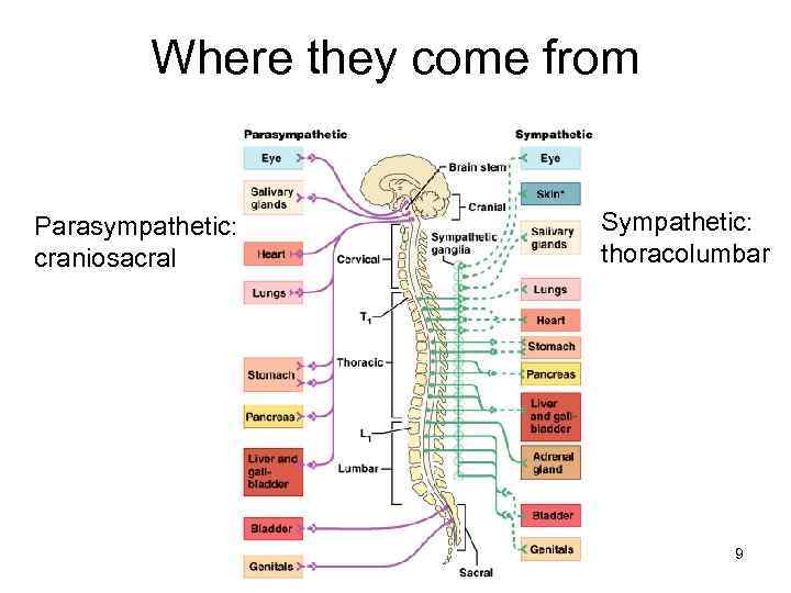 Where they come from Parasympathetic: craniosacral Sympathetic: thoracolumbar 9 