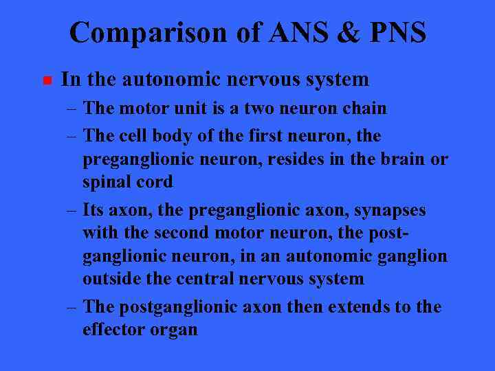 Comparison of ANS & PNS n In the autonomic nervous system – The motor