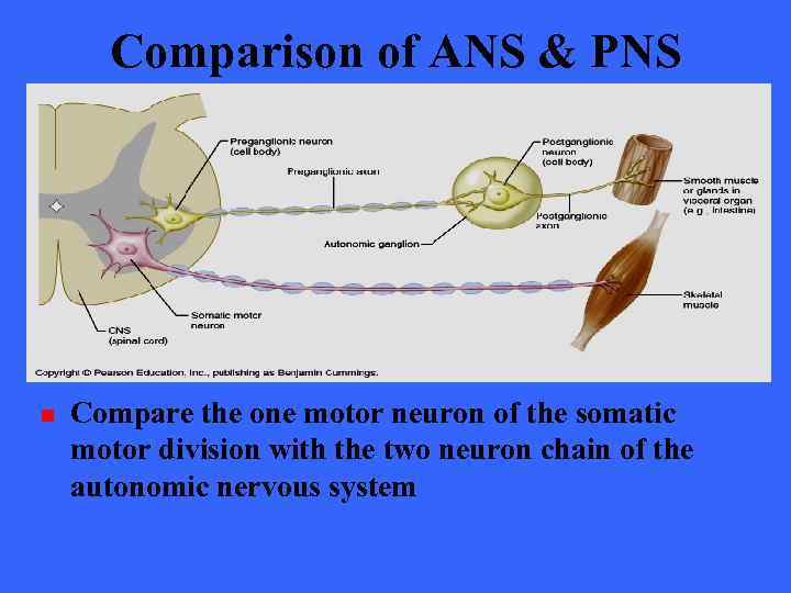 Comparison of ANS & PNS n Compare the one motor neuron of the somatic