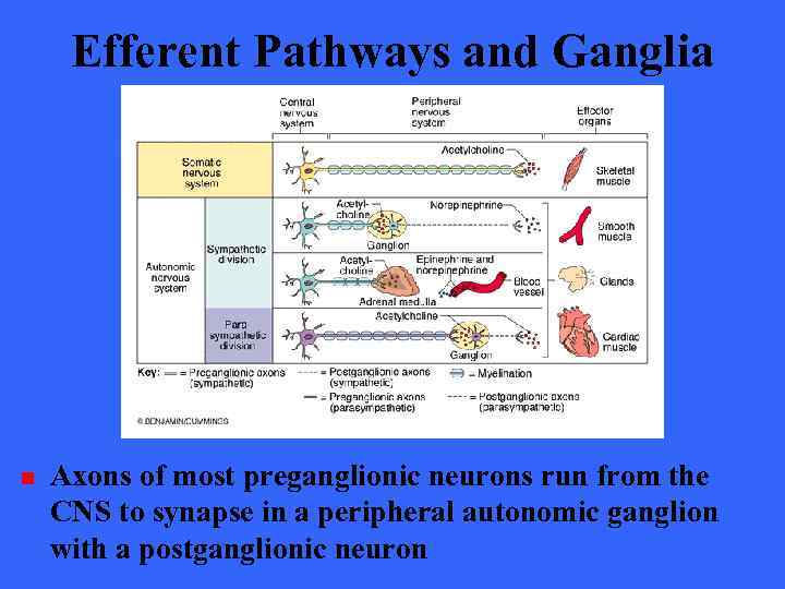 Efferent Pathways and Ganglia n Axons of most preganglionic neurons run from the CNS