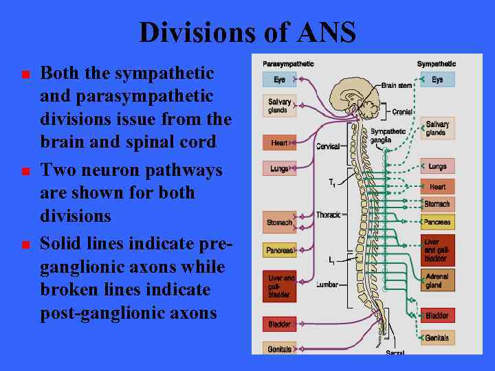 Divisions of ANS n n n Both the sympathetic and parasympathetic divisions issue from