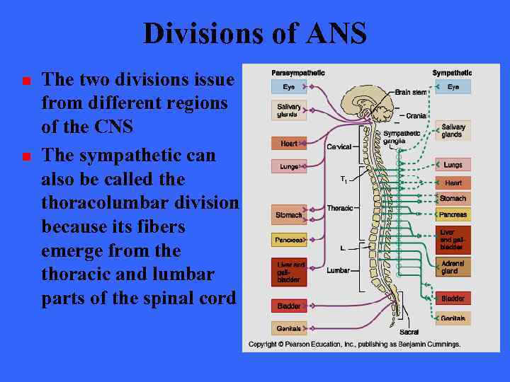 Divisions of ANS n n The two divisions issue from different regions of the
