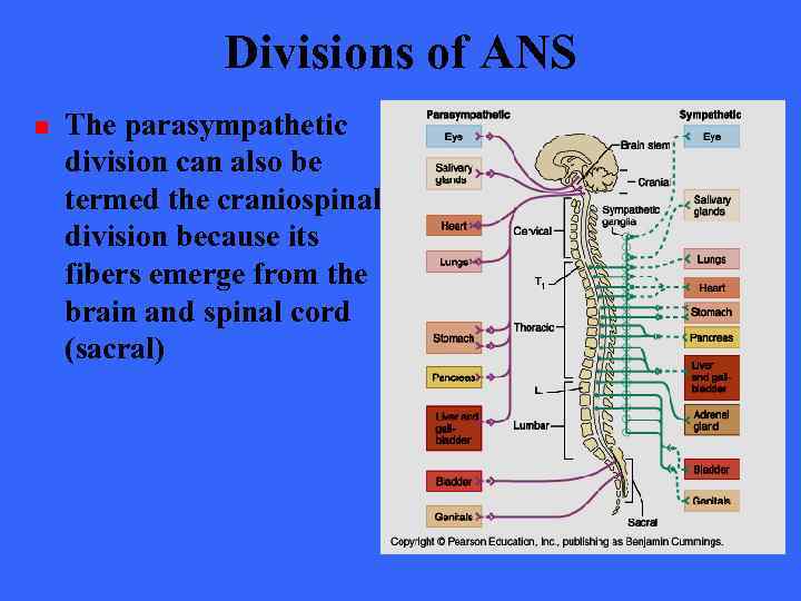Divisions of ANS n The parasympathetic division can also be termed the craniospinal division
