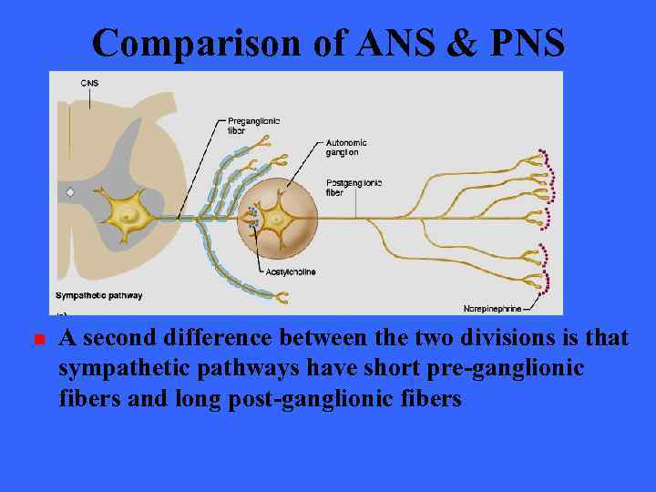 Comparison of ANS & PNS n A second difference between the two divisions is