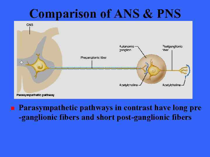 Comparison of ANS & PNS n Parasympathetic pathways in contrast have long pre -ganglionic