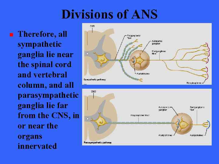 Divisions of ANS n Therefore, all sympathetic ganglia lie near the spinal cord and