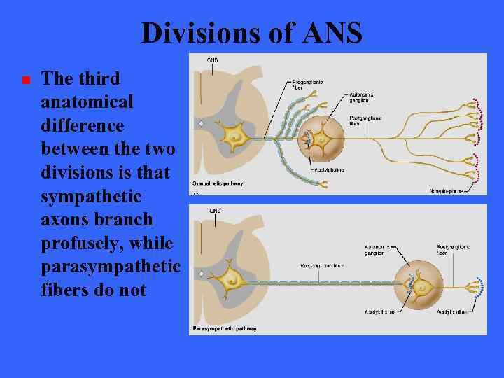 Divisions of ANS n The third anatomical difference between the two divisions is that