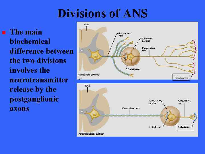 Divisions of ANS n The main biochemical difference between the two divisions involves the