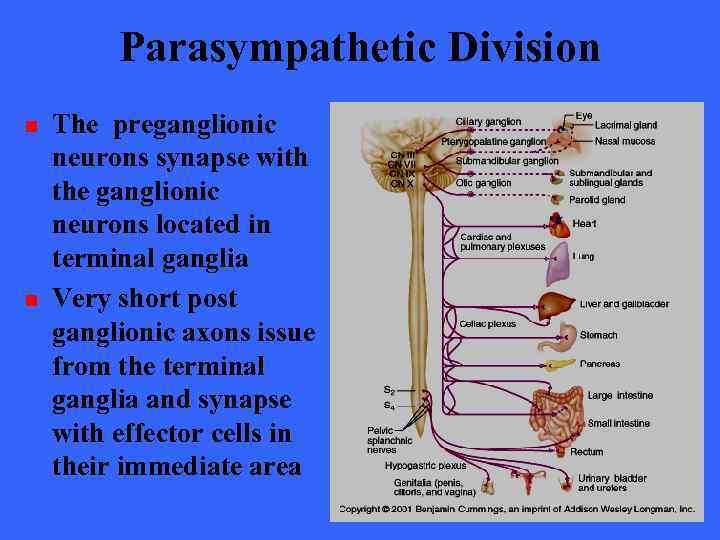 Parasympathetic Division n n The preganglionic neurons synapse with the ganglionic neurons located in