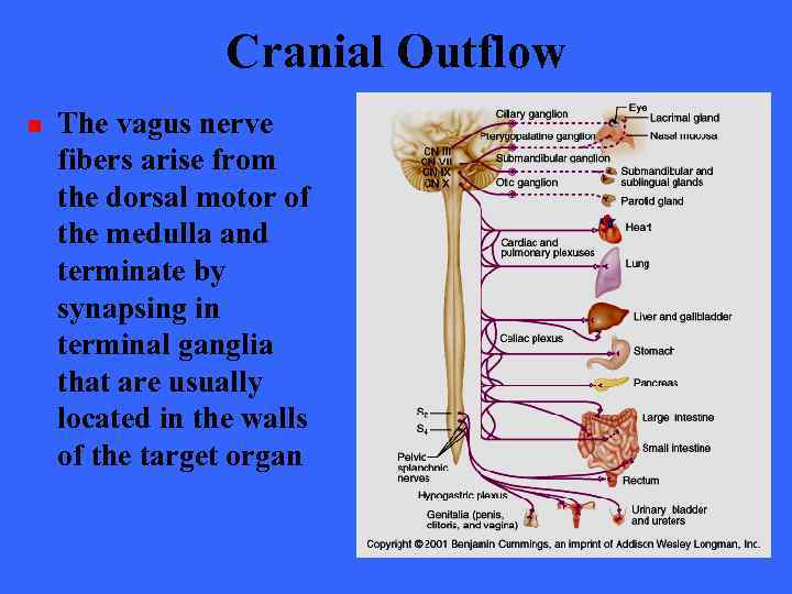 Cranial Outflow n The vagus nerve fibers arise from the dorsal motor of the