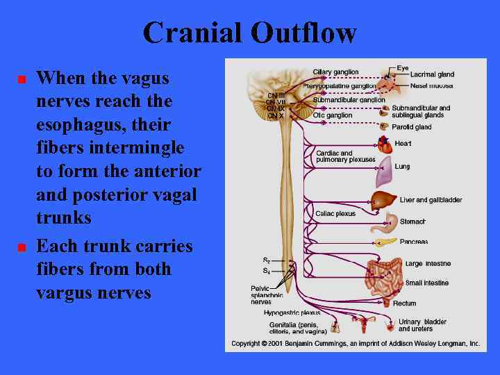 Cranial Outflow n n When the vagus nerves reach the esophagus, their fibers intermingle