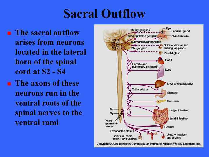 Sacral Outflow n n The sacral outflow arises from neurons located in the lateral