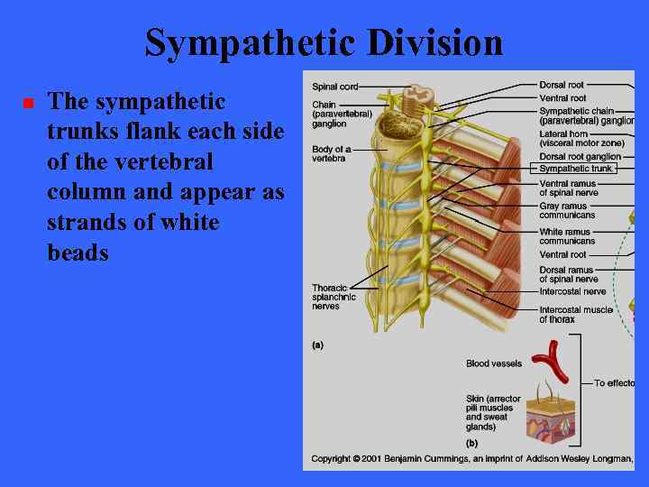 Sympathetic Division n The sympathetic trunks flank each side of the vertebral column and