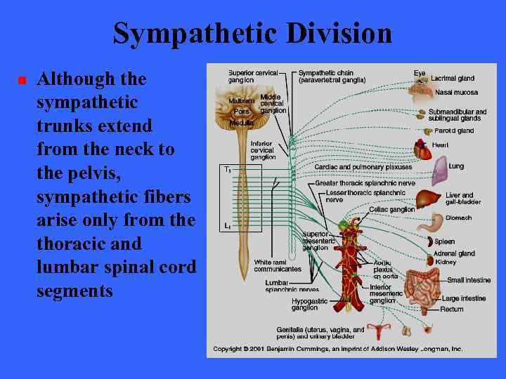 Sympathetic Division n Although the sympathetic trunks extend from the neck to the pelvis,