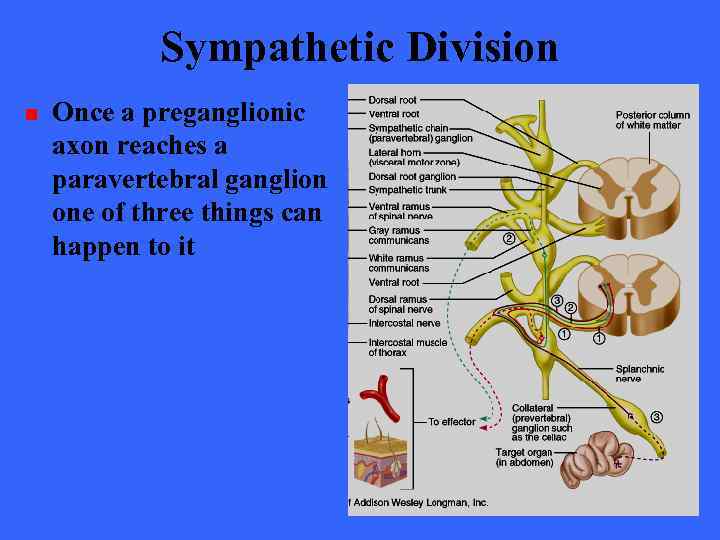 Sympathetic Division n Once a preganglionic axon reaches a paravertebral ganglion one of three
