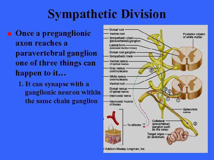 Sympathetic Division n Once a preganglionic axon reaches a paravertebral ganglion one of three