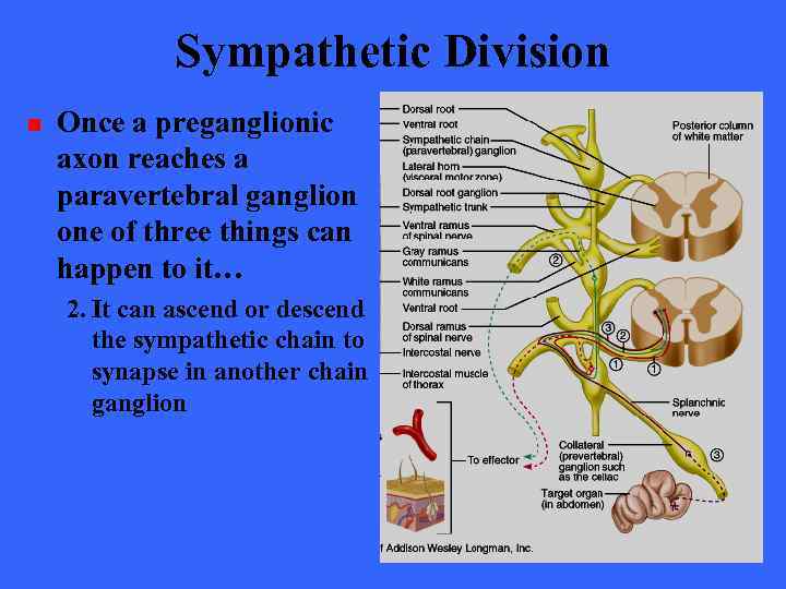 Sympathetic Division n Once a preganglionic axon reaches a paravertebral ganglion one of three