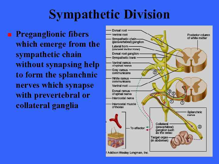 Sympathetic Division n Preganglionic fibers which emerge from the sympathetic chain without synapsing help