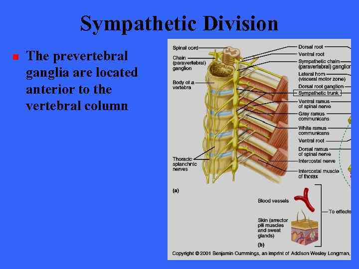 Sympathetic Division n The prevertebral ganglia are located anterior to the vertebral column 