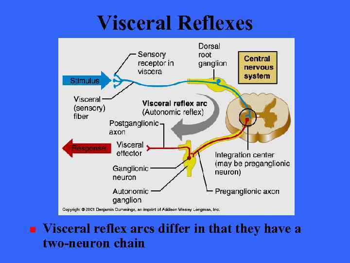 Visceral Reflexes n Visceral reflex arcs differ in that they have a two-neuron chain