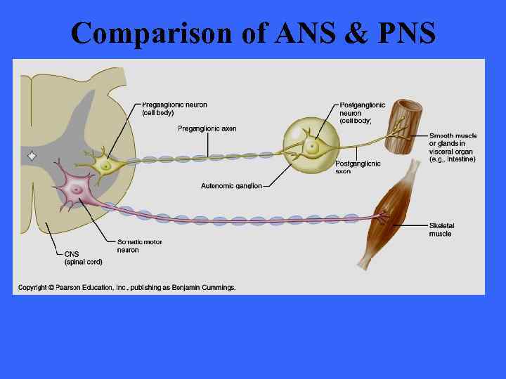 Comparison of ANS & PNS 