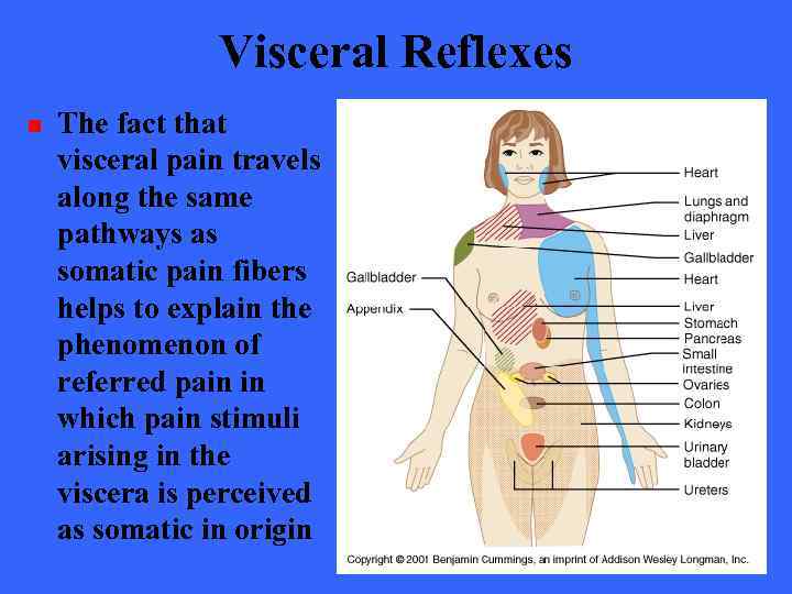 Visceral Reflexes n The fact that visceral pain travels along the same pathways as