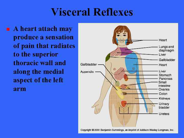 Visceral Reflexes n A heart attach may produce a sensation of pain that radiates