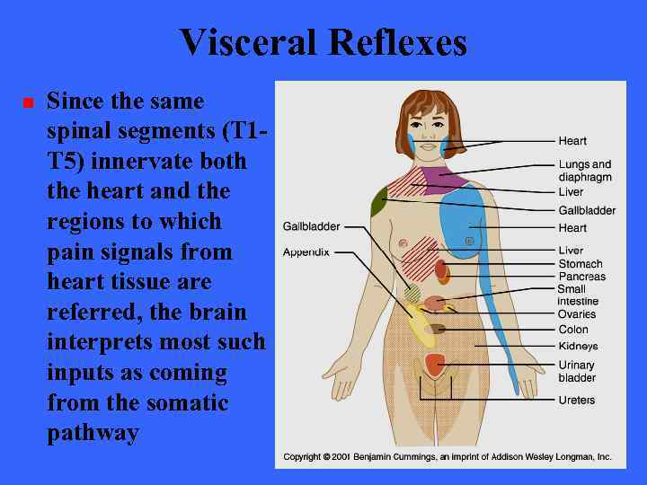 Visceral Reflexes n Since the same spinal segments (T 1 T 5) innervate both