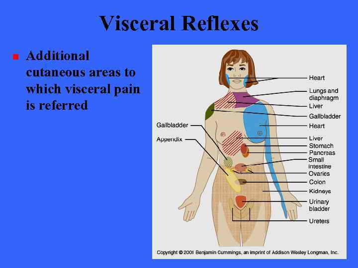 Visceral Reflexes n Additional cutaneous areas to which visceral pain is referred 