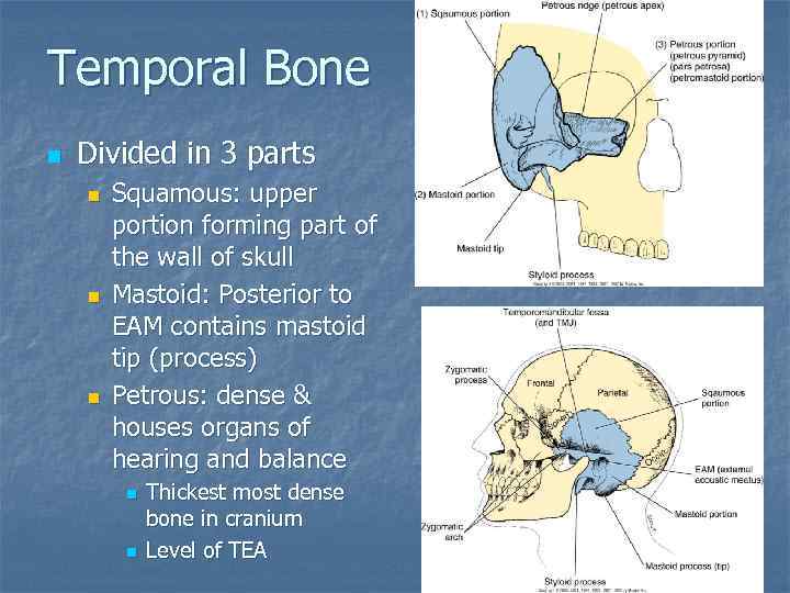 Temporal Bone n Divided in 3 parts n n n Squamous: upper portion forming