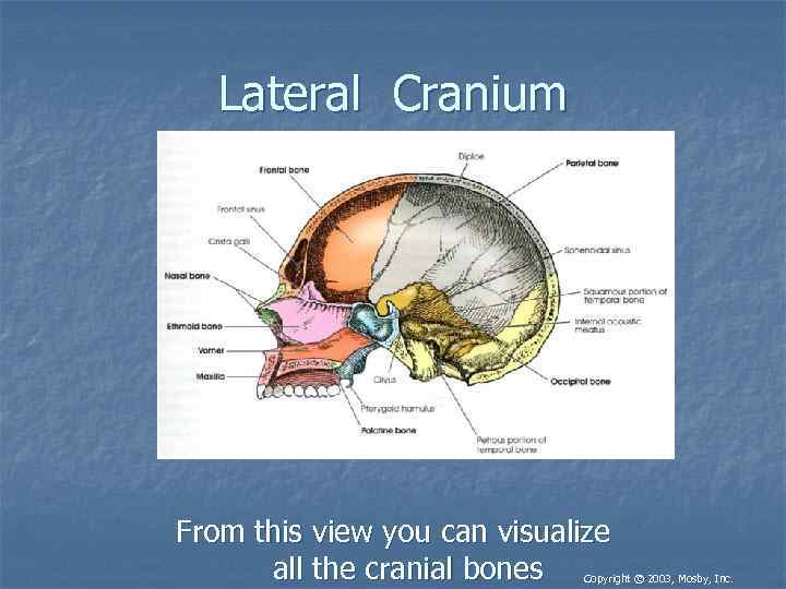 Lateral Cranium From this view you can visualize all the cranial bones Copyright ©