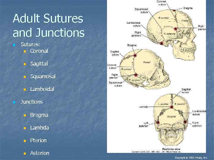 Adult Sutures and Junctions n Sutures: n Coronal n n Squamosal n n Sagittal