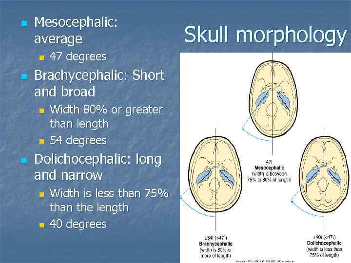 n Mesocephalic: average n n Brachycephalic: Short and broad n n n 47 degrees