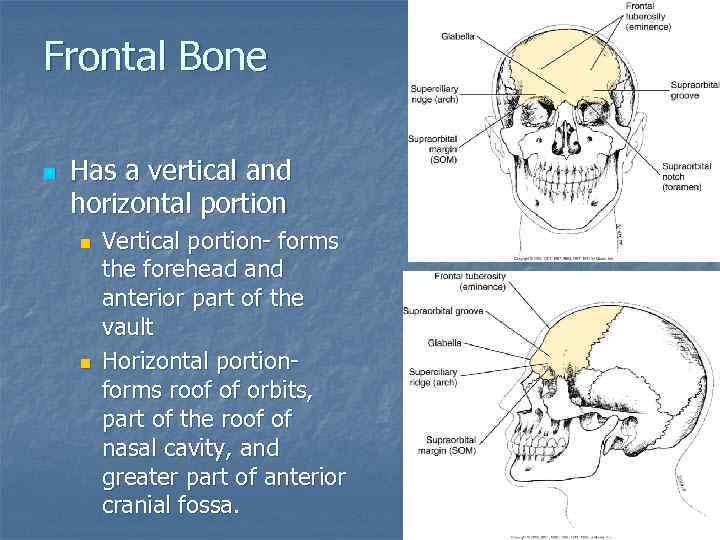 Frontal Bone n Has a vertical and horizontal portion n n Vertical portion- forms