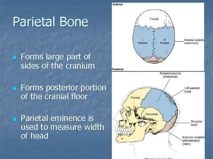 Parietal Bone n n n Forms large part of sides of the cranium Forms