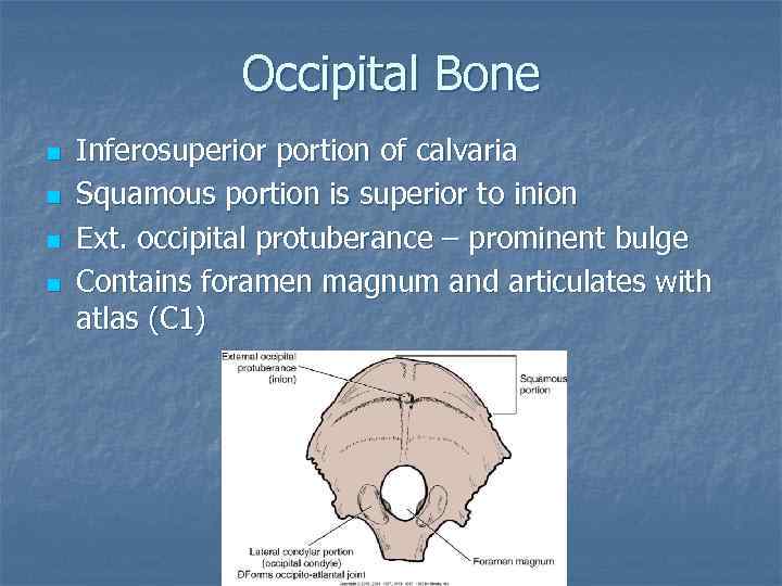 Occipital Bone n n Inferosuperior portion of calvaria Squamous portion is superior to inion