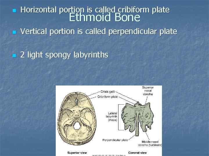 n Horizontal portion is called cribiform plate n Vertical portion is called perpendicular plate