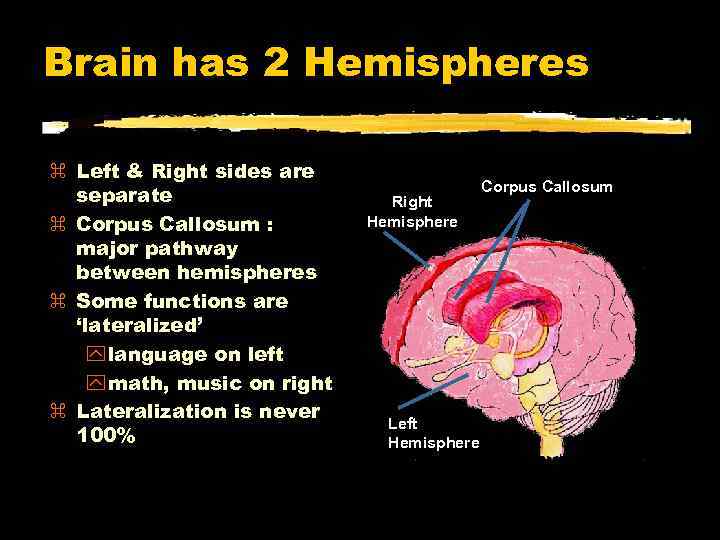 Brain has 2 Hemispheres Left & Right sides are separate Corpus Callosum : major
