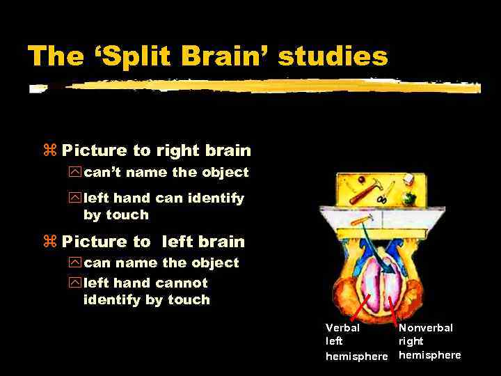 The ‘Split Brain’ studies Picture to right brain “What left “What did “Using yourdid