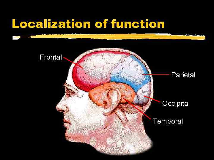 Localization of function Frontal Parietal Occipital Temporal 
