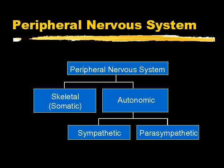 Peripheral Nervous System Skeletal (Somatic) Autonomic Sympathetic Parasympathetic 