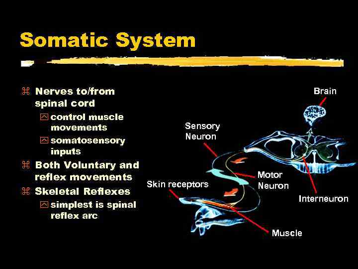Somatic System Nerves to/from spinal cord y control muscle movements y somatosensory inputs Brain