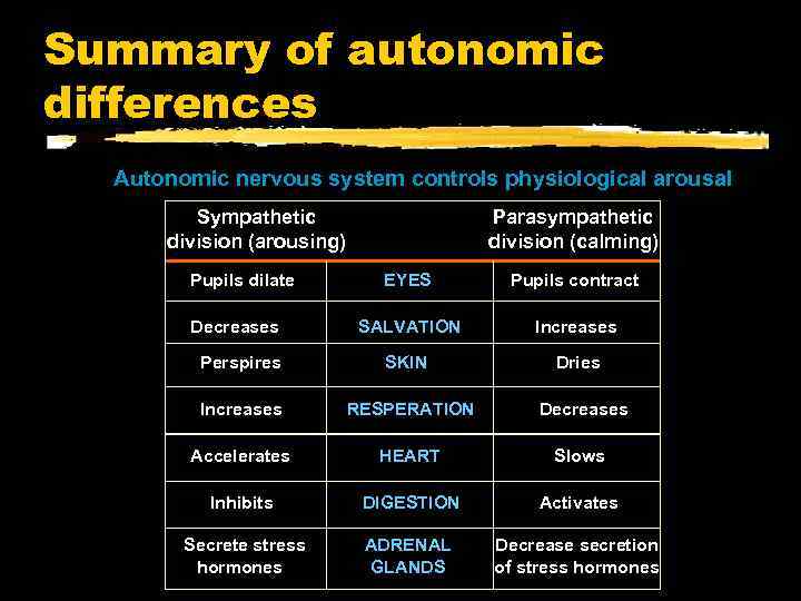 Summary of autonomic differences Autonomic nervous system controls physiological arousal Sympathetic division (arousing) Pupils