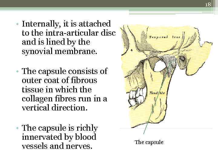 18 • Internally, it is attached to the intra-articular disc and is lined by