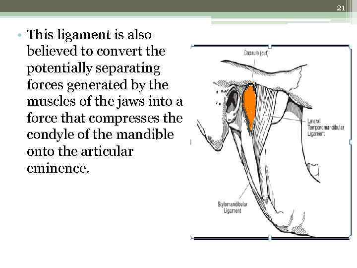 21 • This ligament is also believed to convert the potentially separating forces generated
