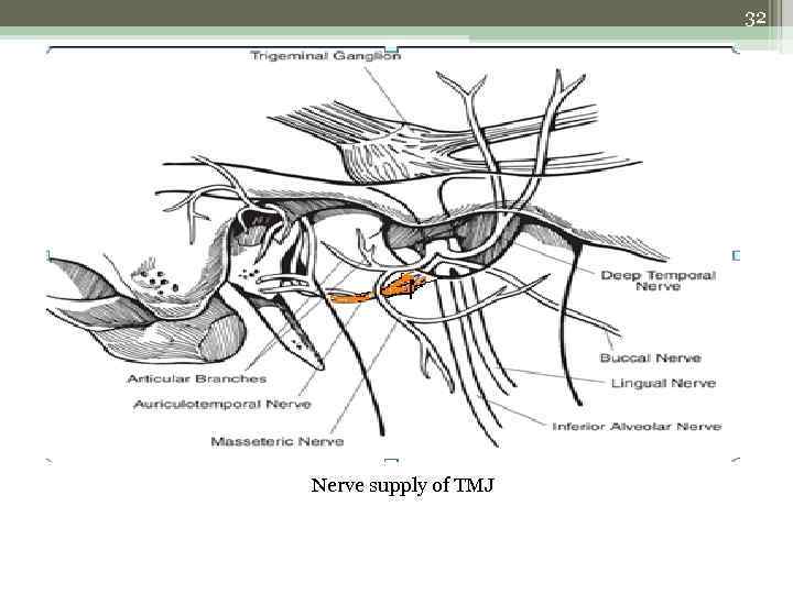 32 Nerve supply of TMJ 